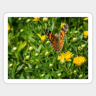 Painted Lady Butterfly by Debra Martz Sticker